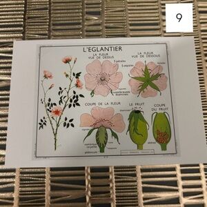 🌹French Language Single Postcard Art Print - Vintage Botany - Wild Rose 9